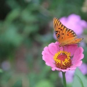 Meet your Posher, Abbie